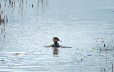 hooded merganser swims in a pond on an autumn day