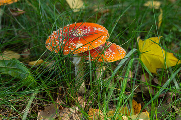 bright red toadstools with white dots among green grass and the first fallen leaves in sunny weather in early autumn