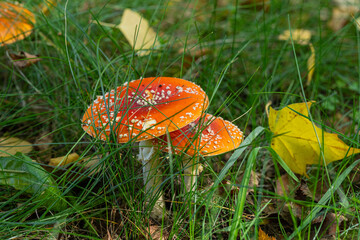 bright red muskaria toadstools with white dots among green grass and the first fallen leaves in sunny weather in early autumn