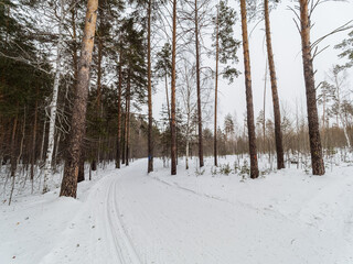Birch and pine forest in winter day with fresh white snow