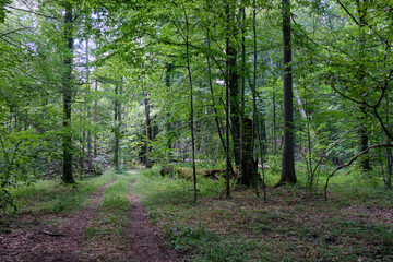 Dirt road crossing summertime forest