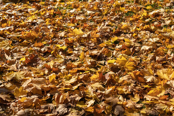 top view of fallen yellow leaves in sunny weather in mid-autumn beautiful background texture from leaves