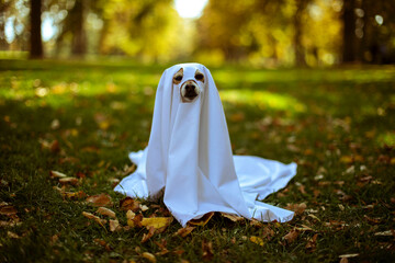 Dog in spooky ghost costume in the outdoors in Autumn - obrazy, fototapety, plakaty