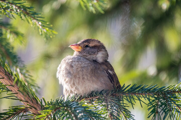 Sparrow sits on a fir branch in the sunset light.