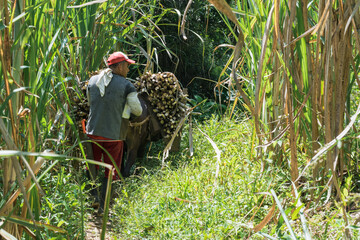 colombian muleteer carrying his mule through a road in the middle of a sugar cane field, mule loaded with sugar cane on the way to the sugar mill to process it and make panela.