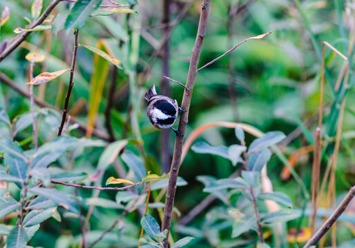 Black-capped chickadee (Poecile atricapillus) on branch in October