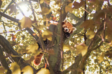 czerwona panda na drzewie - obrazy, fototapety, plakaty