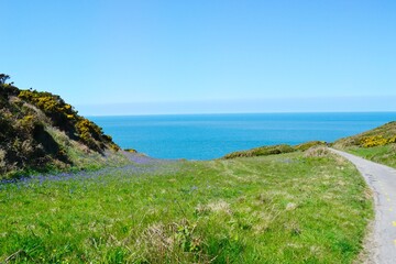 Coastal path through lush green meadows with flowers, with sea views in the distance