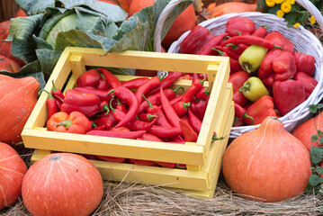 in a colored wooden box with hay lies a lot of various green vegetables and orange pumpkins of the autumn harvest at the festival of october