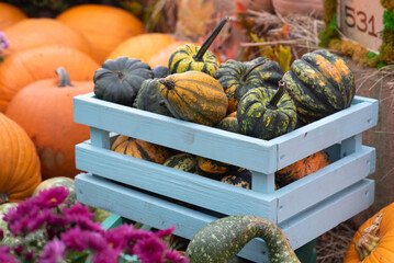 in a colored wooden box with hay lies a lot of various green vegetables and orange pumpkins of the autumn harvest at the festival of october