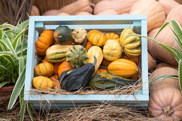 in a colored wooden box with hay lies a lot of various green vegetables and orange pumpkins of the autumn harvest at the festival of october