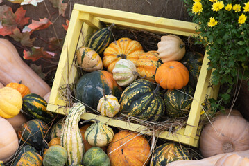 in a colored wooden box with hay lies a lot of various green vegetables and orange pumpkins of the autumn harvest at the festival of october