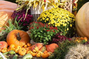 varietal green and orange pumpkin at the autumn festival farmers' holiday in honor of Halloween in October