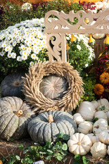 varietal green and orange pumpkin at the autumn festival farmers' holiday in honor of Halloween in October