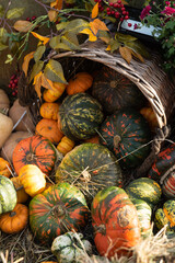 varietal green and orange pumpkin at the autumn festival farmers' holiday in honor of Halloween in October