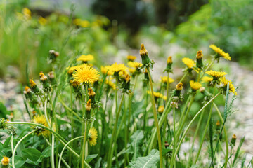 Yellow Dandelions among greenery green grass. Natural spring summer background