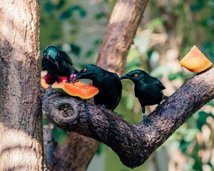 Closeup of three black rarotonga starling birds eating a cut fruit while perching on a tree branch