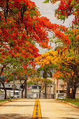 Naklejka premium Um corredor de Flamboyants floridos na Avenida Goiás Norte na cidade de Goiânia.