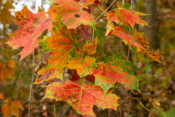 Autumn color of maple leaves 