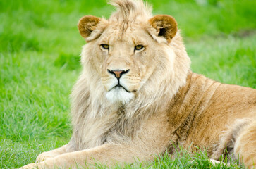 lion in the grass