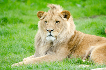 Obraz na płótnie Canvas King lion 