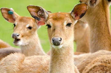 deer in the park