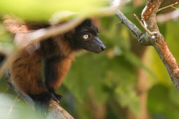tailed lemur