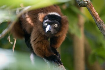 lemur on tree