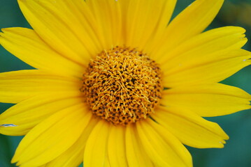 beautiful yellow flower - close-up