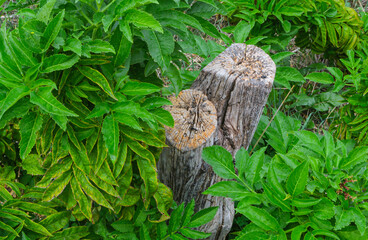 Old withered stump among the green grass. Abstract landscape used as background or wallpaper