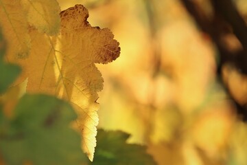 Jesienne liście / Autumn leaves