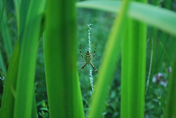 Argiope bruennichi (wasp spider), on a spiderweb among the vegetation of the garden