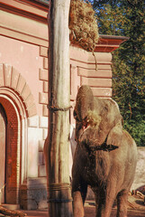 The Asian elephant (Elephas maximus), known as the Asiatic elephant, eats a meal. Zoo Wrocław,...