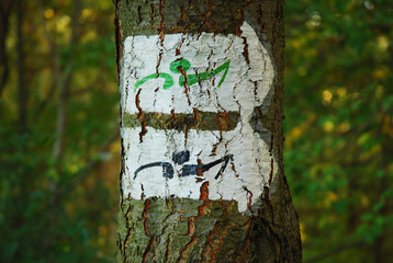 Marking of designated nordic walking trails. A white arrow sign with the mark of a person with poles (green and black colors) painted on a tree. Walking in the forest with sticks. Direction.