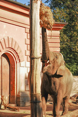 The Asian elephant (Elephas maximus), known as the Asiatic elephant, eats a meal. Zoo Wrocław,...