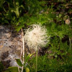 Western Anemone Close Up
