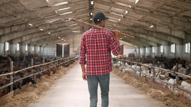 Back view of African American male farmer carrying pitchfork on shoulder and walking in shed looking around checking goats. Livestock animals in stable. Village work. Animal farming in countryside