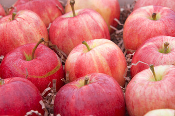 Close up on Honey Crisp red and golden apples in a fruit bin display for sale. Honey crisp, an apple cultivar developed at the Minnesota Agricultural Experiment Station at the University of Minnesota.