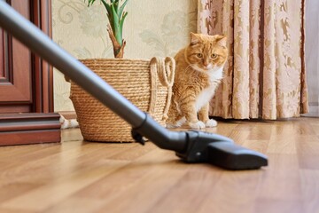 Cleaning house with vacuum cleaner, vacuum cleaner brush with pet cat - obrazy, fototapety, plakaty