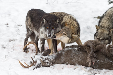 Grey Wolf (Canis lupus) Sniffs at Face of Black Phase at Deer Carcass Winter