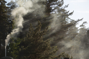 beautiful landscape, sun rays shine through trees