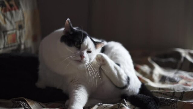 A fat domestic cat lies on the bed, itches and cleans itself, close-up. White cat with gray spots on the bed