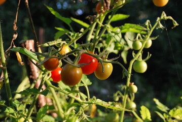 red and green tomatoes on the bush