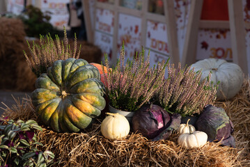 varietal green and orange pumpkin at the autumn festival farmers' holiday in honor of Halloween in October