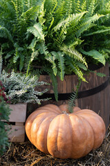 varietal green and orange pumpkin at the autumn festival farmers' holiday in honor of Halloween in October