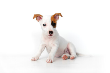 a jack russell terrier puppy on a white background