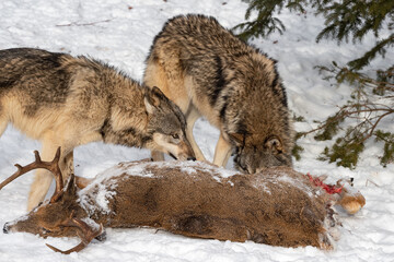 Two Grey Wolves (Canis lupus) Nose Into Body of White-Tail Deer Buck Ears Back Winter