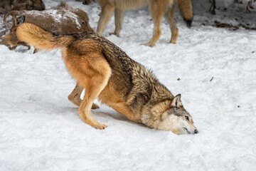 Grey Wolf (Canis lupus) Rubs Cheek in Scent in Snow Winter