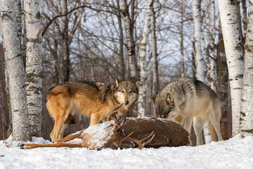 Two Grey Wolves (Canis lupus) Examine Body of White-Tail Deer Buck Winter