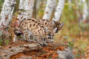 Cougar Kitten (Puma concolor) Prepares to Jump Off Log Sibling Behind Autumn